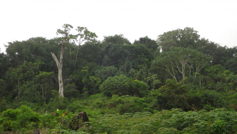Côte d’Ivoire: un nouveau code pour reboiser et encadrer l’agroforestière Côte d’Ivoire: un nouveau code pour reboiser et encadrer l’agroforestière