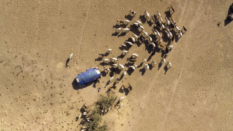 Tchad: les conflits entre éleveurs et agriculteurs ou la compétition pour les ressources naturelles