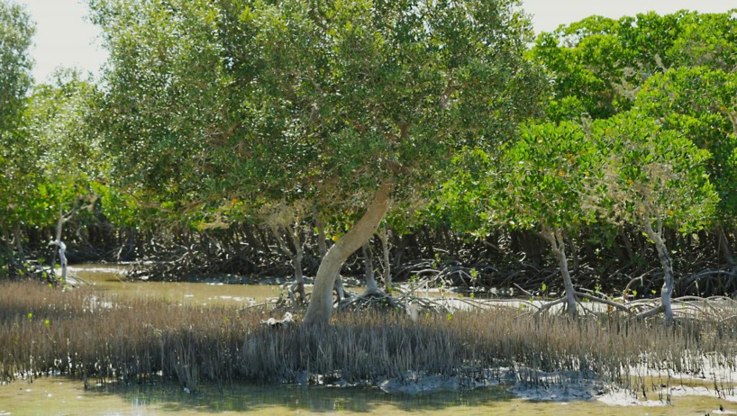 Madagascar: WWF alerte sur la disparition des mangroves Madagascar: WWF alerte sur la disparition des mangroves