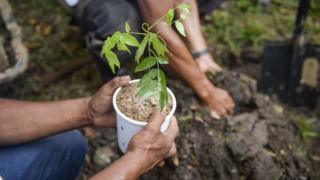 L'Éthiopie veut planter 200 millions d'arbres en un jour
