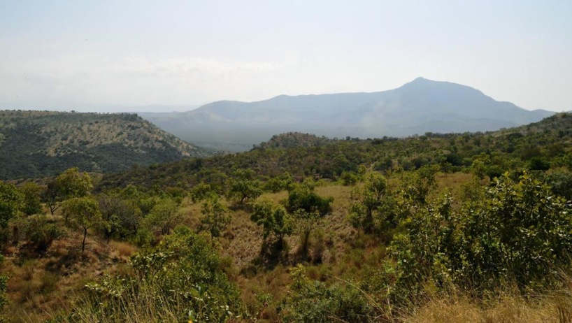 L'Éthiopie affirme avoir planté 353 millions d’arbres en une journée L'Éthiopie affirme avoir planté 353 millions d’arbres en une journée