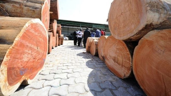 Le stock de kevazingo pourrait rapporter 200 milliards au Gabon