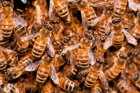 Dernière minute: Visite de Wade à Matam, une fausse alerte aux abeilles sème la terreur
