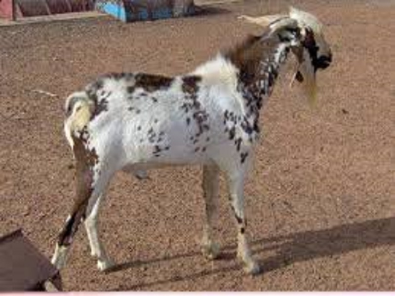 Tabaski Keur Massar: des chèvres ont été vendues à 150 000 F Cfa l'unité