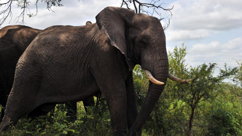 Afrique du Sud: des tests de tuberculose menés sur des éléphants