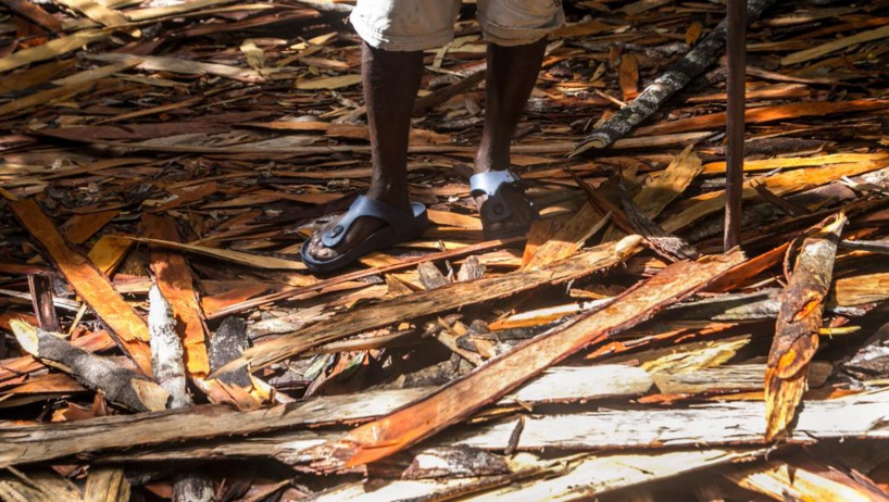 Madagascar s'engage à ne plus vendre ses stocks de bois précieux