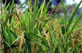 USAID/PCE constate une bonne percée du riz locale à Vélingara (Sud-Sénégal)