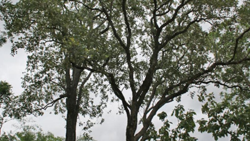 RDC: l'exploitation du bois de rose a-t-elle repris? RDC: l'exploitation du bois de rose a-t-elle repris?