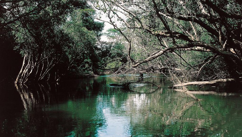 Les forêts d'Afrique centrale aussi en danger: monseigneur Muteba s'indigne