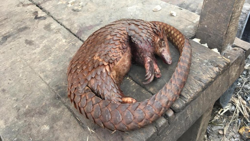 RCA: espèce menacée, le pangolin continue de s'arracher sur les marchés RCA: espèce menacée, le pangolin continue de s'arracher sur les marchés