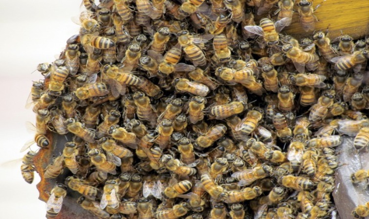 Île à Morfil: trois personnes tuées par les abeilles 