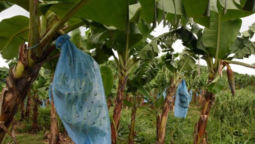 Les producteurs africains de bananes réclament l'aide de Bruxelles