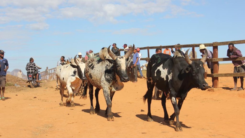 À Madagascar, les forces de l’ordre accusées d’extorquer des zébus aux éleveurs
