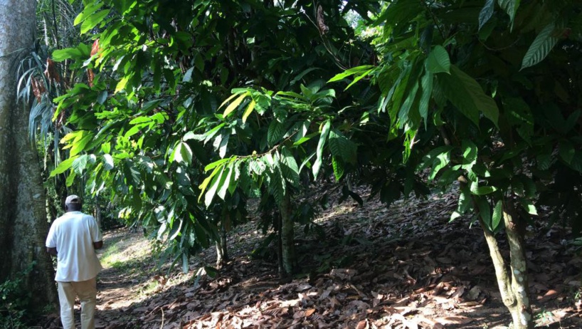 Côte d’Ivoire: réunion sur le cacao et la déforestation sous l’égide de l’UE