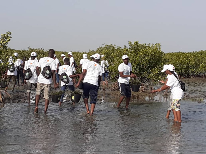 Environnement : plus de 27 000 palétuviers plantés dans la mangrove de Palmarin