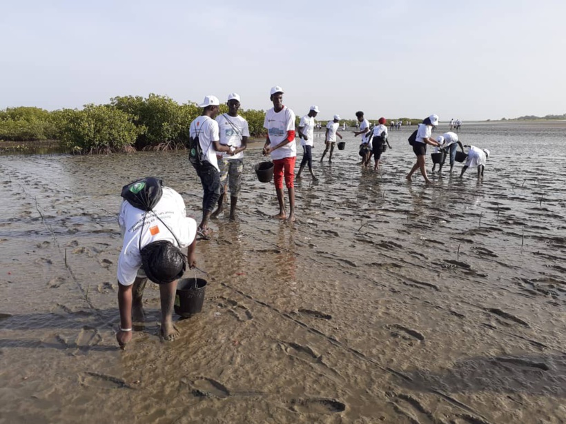 Environnement : plus de 27 000 palétuviers plantés dans la mangrove de Palmarin