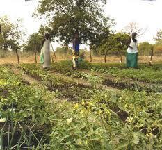Présidentielle 2012: IPAR, CNCR et CONGAD interpellent les candidats sur l'agriculture et le foncier