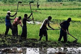 Les organisations paysannes déterminées à faire appliquer au futur président sénégalais une sérieuse politique agricole et foncière