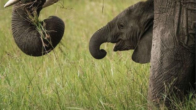 55 éléphants morts de faim et de soif au Zimbabwe