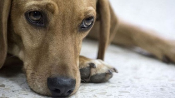 Nioro du Rip : un enfant de 3 ans tué par un chien errant Nioro du Rip : un enfant de 3 ans tué par un chien errant