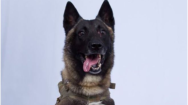 Mort de Baghdadi: le "merveilleux" chien qui a poursuivi le chef de l'Etat islamique.
