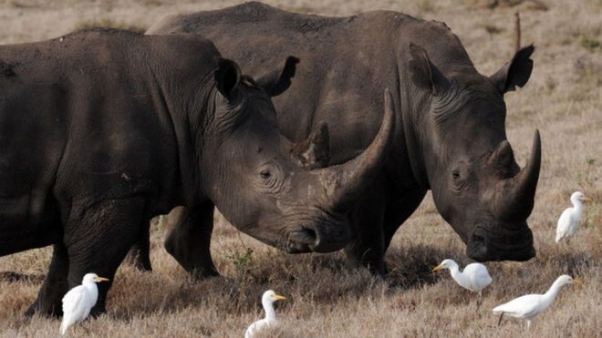 17 rhinocéros noirs sud-africains au Malawi