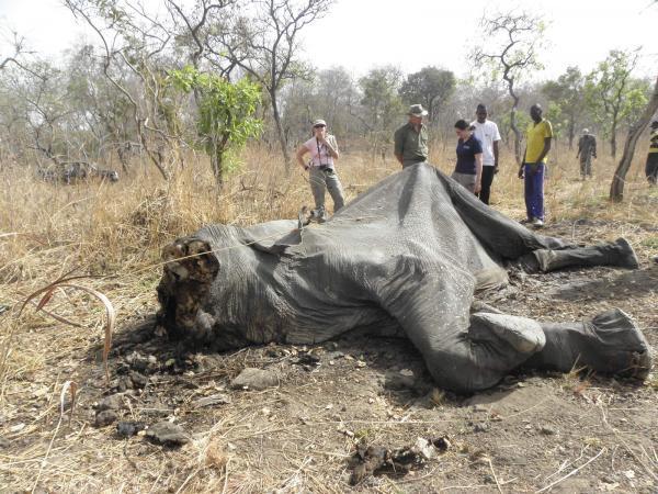 Pour la première fois depuis le début du massacre d’éléphants, une ONG, IFAW (Fonds international pour la protection des animaux), se rend sur place pour établir un état des lieux du désastre. RFI/Sarah Sakho