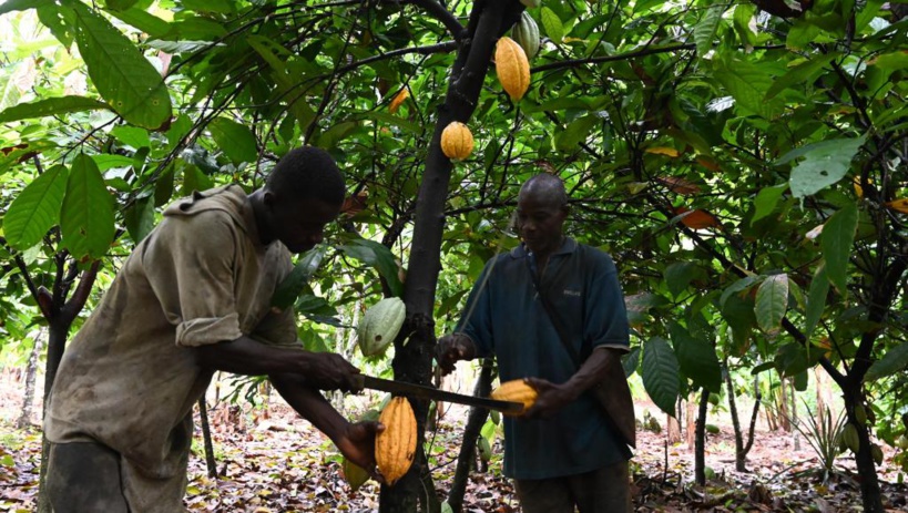 En Côte d'Ivoire, un exemple de transition agroécologique appliquée au cacao En Côte d'Ivoire, un exemple de transition agroécologique appliquée au cacao
