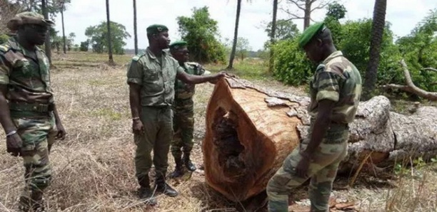 Kédougou: neuf burkinabé arrêtés pour coupe illégale de bois