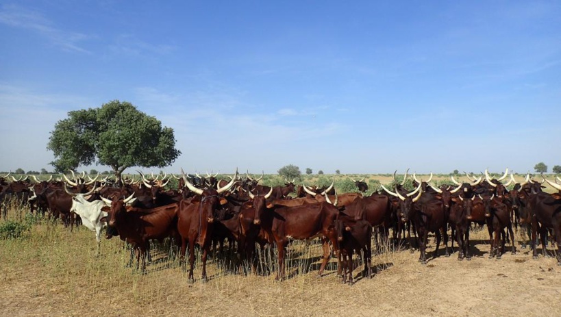 Tchad: les éleveurs demandent la réouverture de la frontière centrafricaine