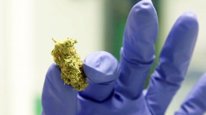Deux médicaments à base de cannabis, utilisés pour traiter l'épilepsie et la sclérose en plaques, ont été approuvés par le NHS en Angleterre.  Il suit les nouvelles lignes directrices de l'organisme consultatif sur les médicaments NICE, qui a examiné