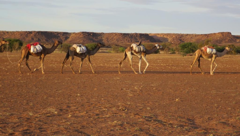 Mauritanie: rencontre pour prévenir les conflits entre éleveurs et agriculteurs Mauritanie: rencontre pour prévenir les conflits entre éleveurs et agriculteurs