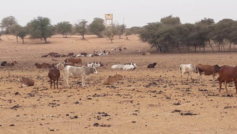 Les problèmes de l’élevage à Kraa Lahmaar en Mauritanie