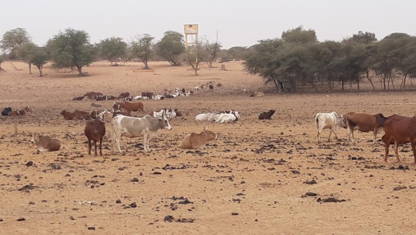 Les problèmes de l’élevage à Kraa Lahmaar en Mauritanie Les problèmes de l’élevage à Kraa Lahmaar en Mauritanie