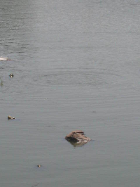 PHOTOS [REPORTAGE] Djiddah Thiaroye Kao où le nid  des "bassins de la mort"