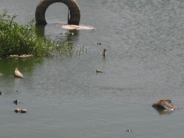 PHOTOS [REPORTAGE] Djiddah Thiaroye Kao où le nid  des "bassins de la mort"