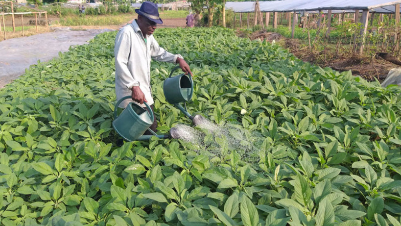 Gabon: le monde rural cible des assureurs pour la prochaine décennie Gabon: le monde rural cible des assureurs pour la prochaine décennie