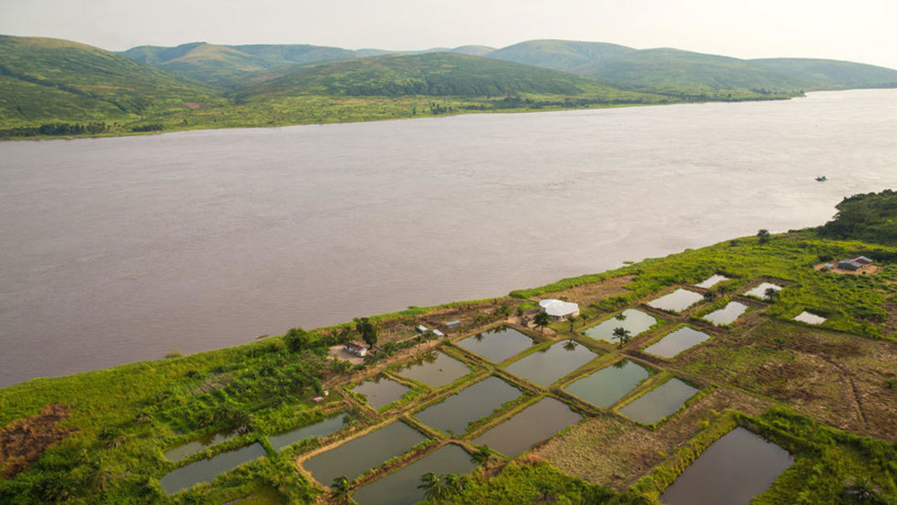 Le «mundele bureau», poisson mystère du fleuve Congo Le «mundele bureau», poisson mystère du fleuve Congo
