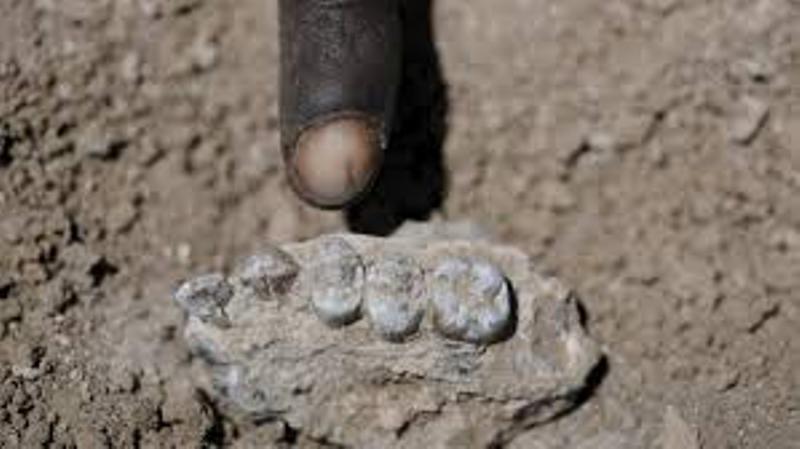Dakar : des ossements semblables à ceux d’un humain découverts à Ouest-foire