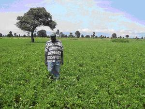 Agriculture : Le Bassin arachidier endetté, tire le diable par la queue – Semences, Vivres et Assistance