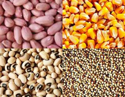 Agriculture-Kaolack: le gouvernement à la recherche de semences de qualité