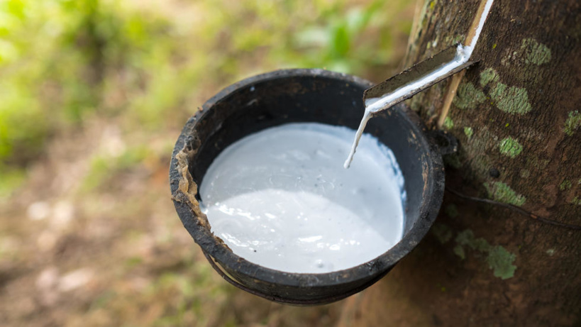 Côte d'Ivoire: l'appel à l'aide des producteurs d'hévéa et d'huile de palme