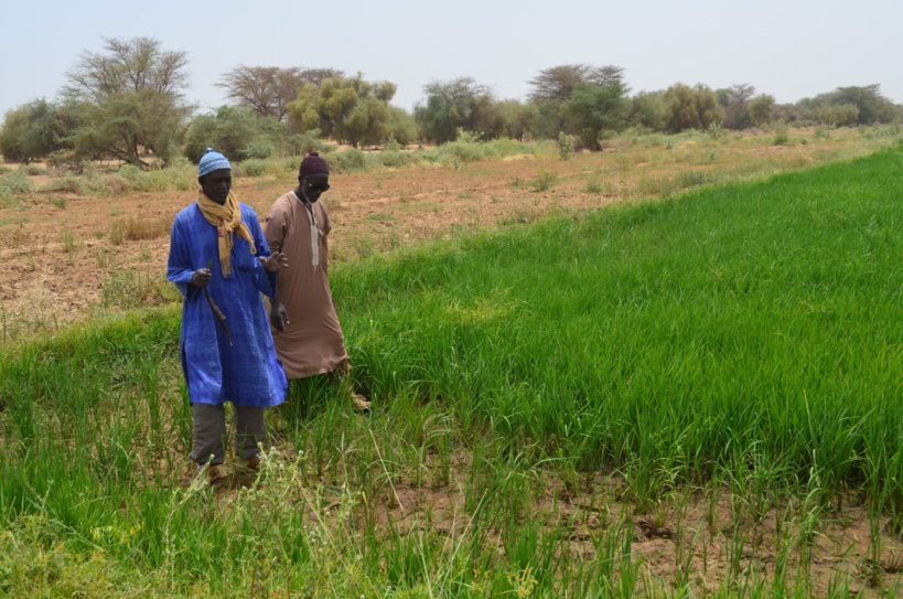 Quand les modes de gestion du Covid19 nous interpellent sur la gestion des réformes foncières en Afrique de l’Ouest ! (Opinion)
