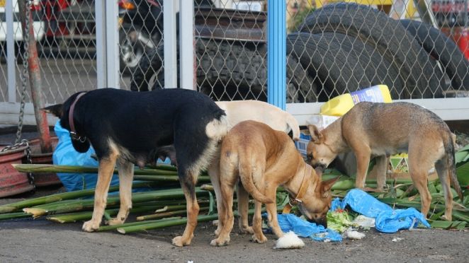 Keur Massar, Diamaguène, Sicap Mbao... Alerte aux chiens errants !