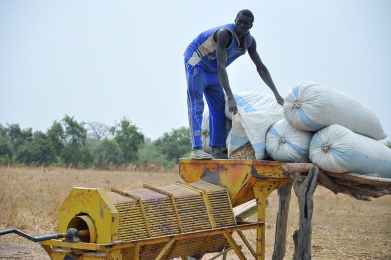 Agriculture: l'arachide, pouvoir économique du Sine-Saloum en décadence
