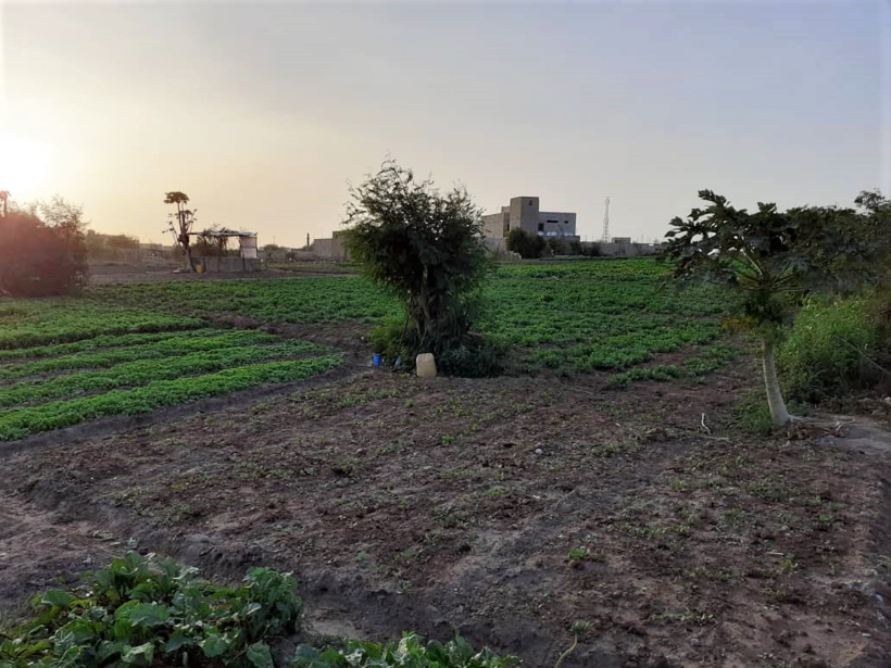 La pandémie du COVID-19 : une légitimation de la promotion de l’agriculture urbaine, par Docteur Sidy Tounkara