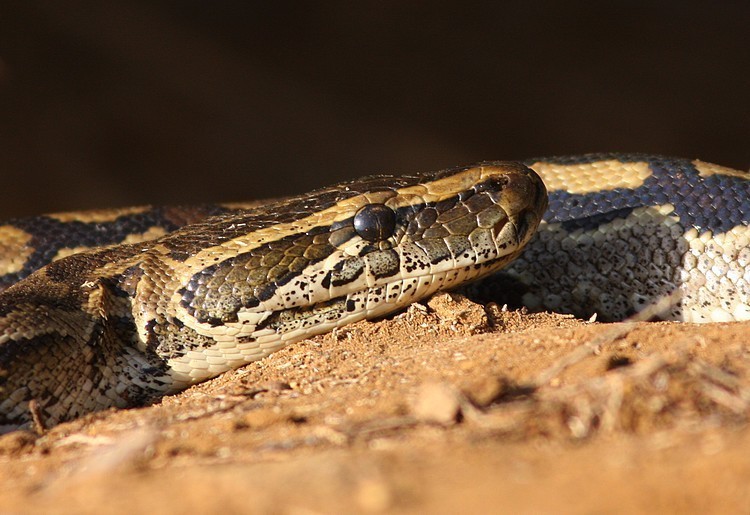 Linguère : des attaques d’un serpent hantent les habitants de Barkédji