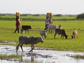Des Kenyanes et leurs troupeaux le long de la rivière Tana, près de Malindi, en juin 2009.