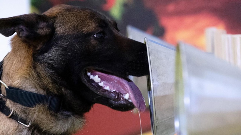 Des chiens dressés pour détecter les malades du Covid-19 : les 1ers résultats sont bluffants