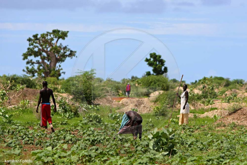 Impact Covid-19: Risques de mévente de la production d’oignons dans la zone mairaichère de Potou